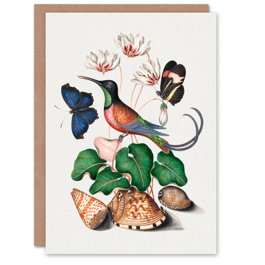 James Bolton Art Card Hummingbird Cyclamen Butterflies Seashells