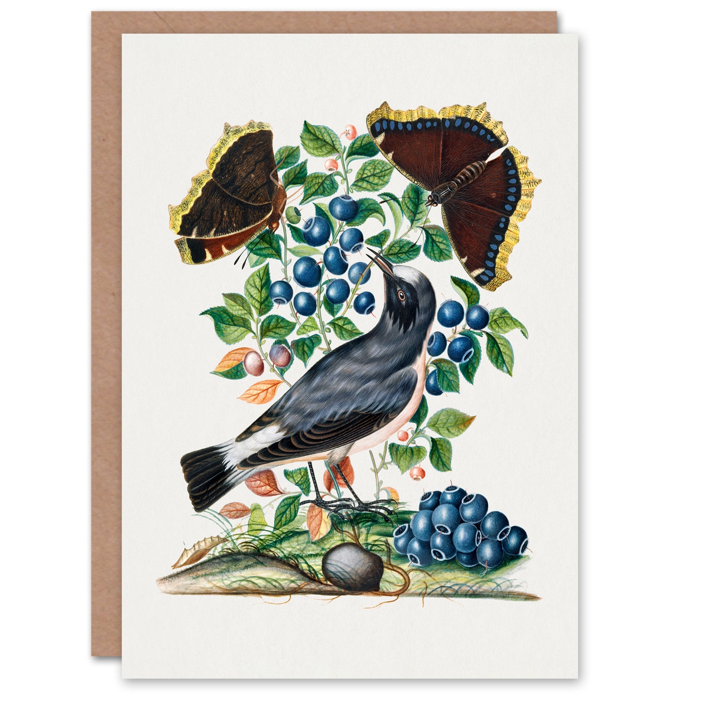 James Bolton Art Card Northern Wheatear and Mourning Cloak