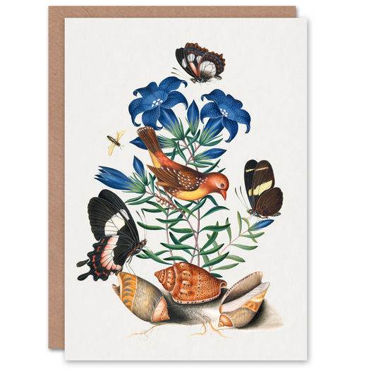 James Bolton Art Card Red Avadavat Swallowtail and Shells