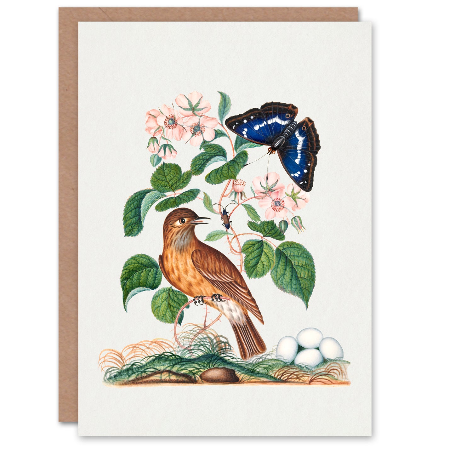 James Bolton Art Card Spotted Flycatcher and Purple Emperor