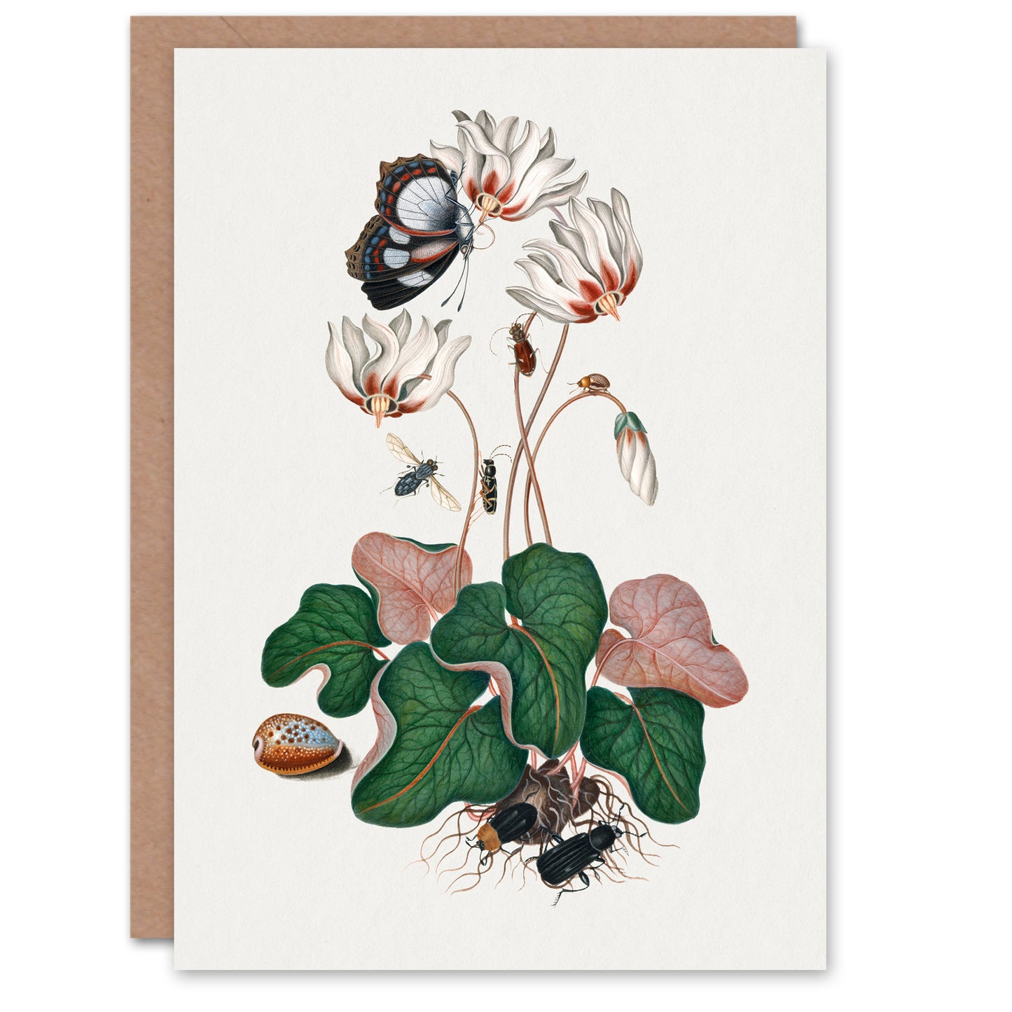 James Bolton Art Card Cyclamen Butterfly Beetles and Shell