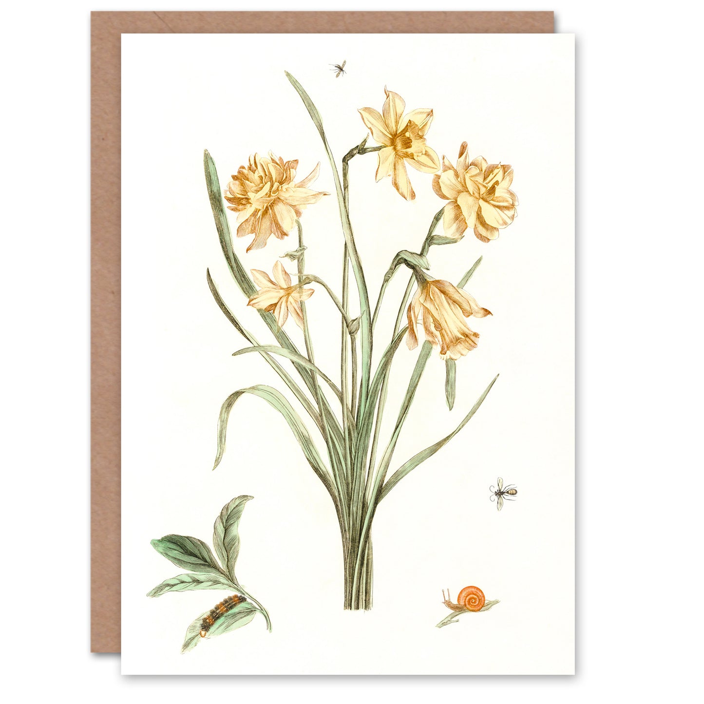 Johan Teyler Art Card Five Daffodils Vintage Illustration