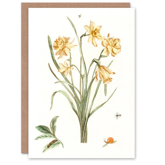 Johan Teyler Art Card Five Daffodils Vintage Illustration