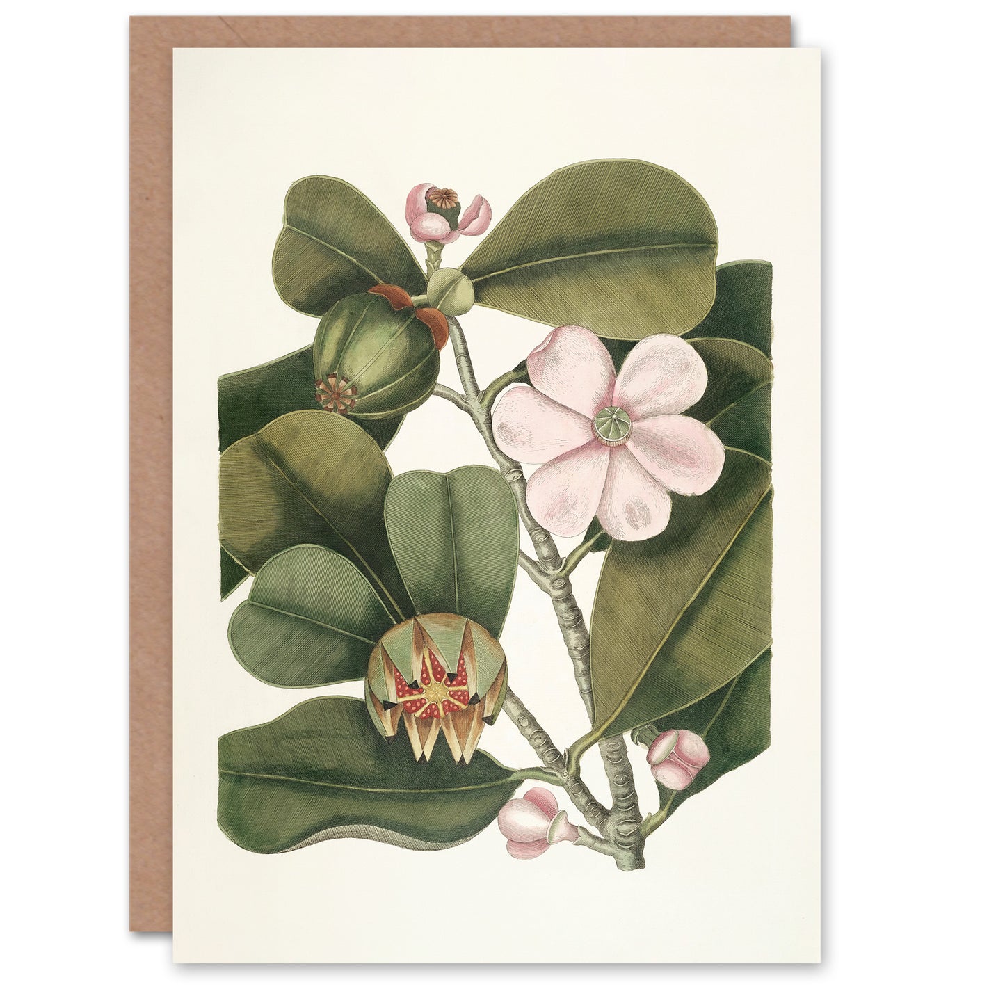 Mark Catesby Art Card Balsam Tree Flower Vintage Botanical