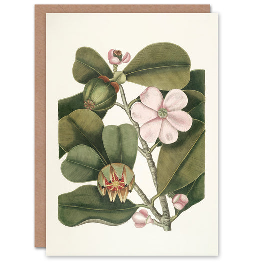 Mark Catesby Art Card Balsam Tree Flower Vintage Botanical