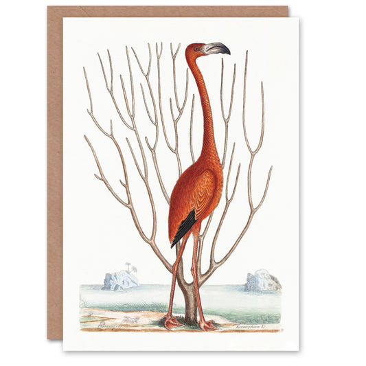 Mark Catesby Art Card Flamingo Bird Vintage Illustration