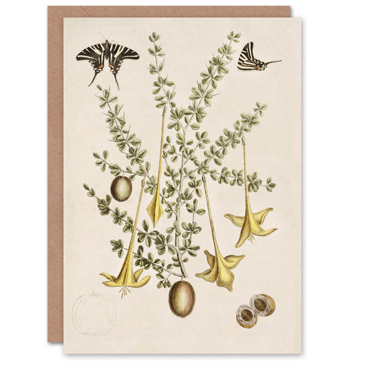 Catesby Art Card Frutex Spinofus Flowers and Butterflies