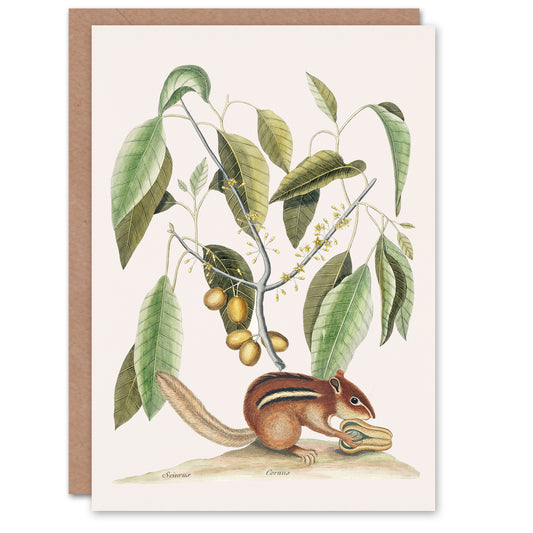 Mark Catesby Art Card Ground Squirrel and Wild Nutmeg