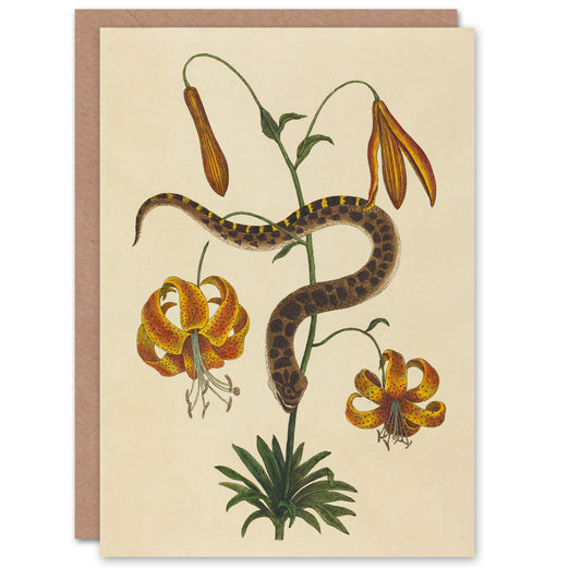 Mark Catesby Art Card Hog Nose Snake and Tiger Lily