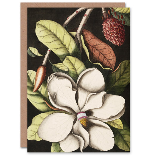 Catesby Art Card Laurel Tree Magnolia Altissima Flower