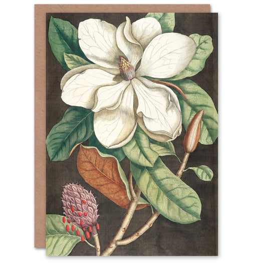 Catesby Art Card Altissima Flower Laurel Tree Magnolia