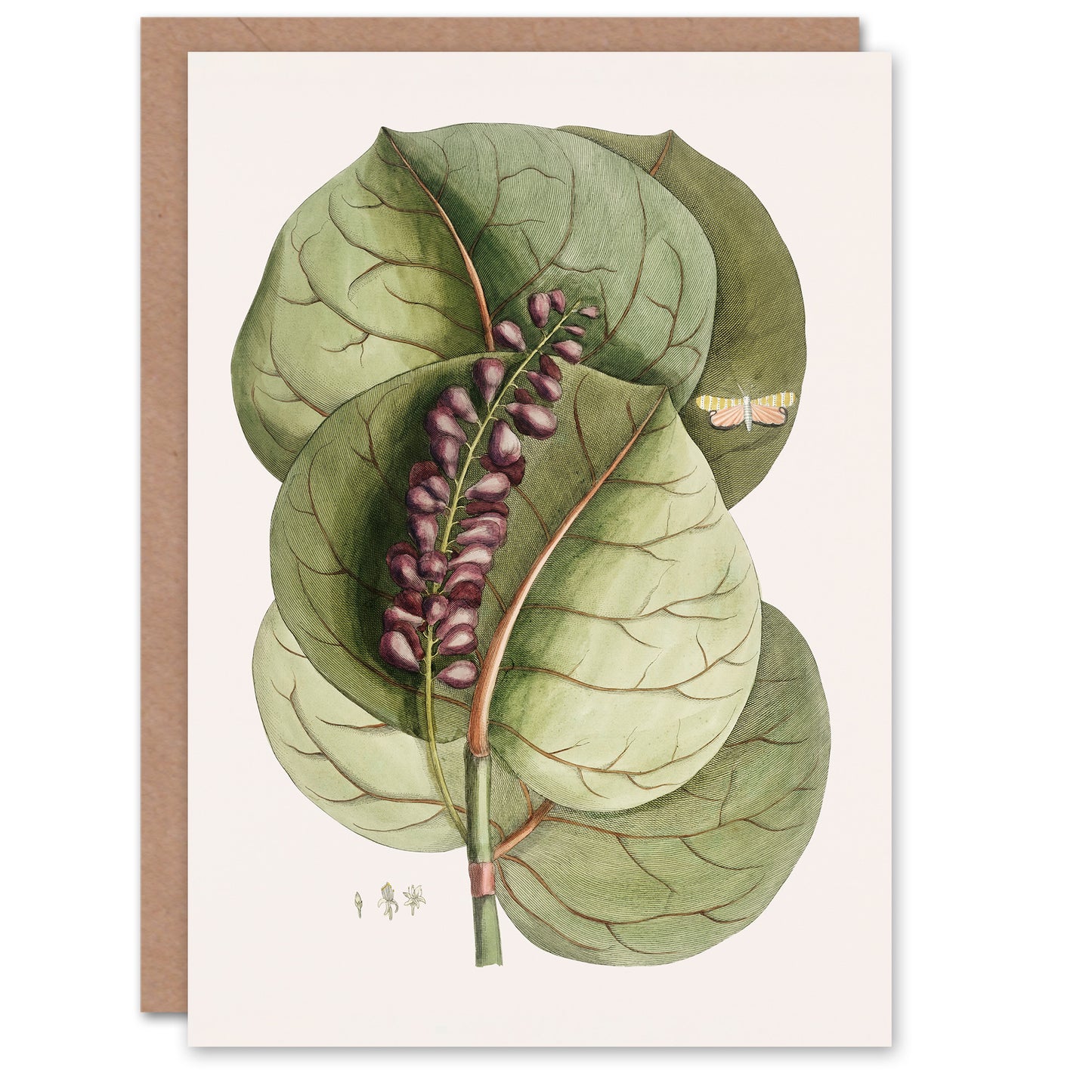 Catesby Art Card Mangrove Grape Tree Vintage Botanical
