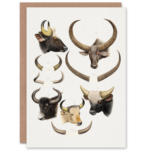Lydekker Art Card Bovine Animal Horns Vintage Illustration