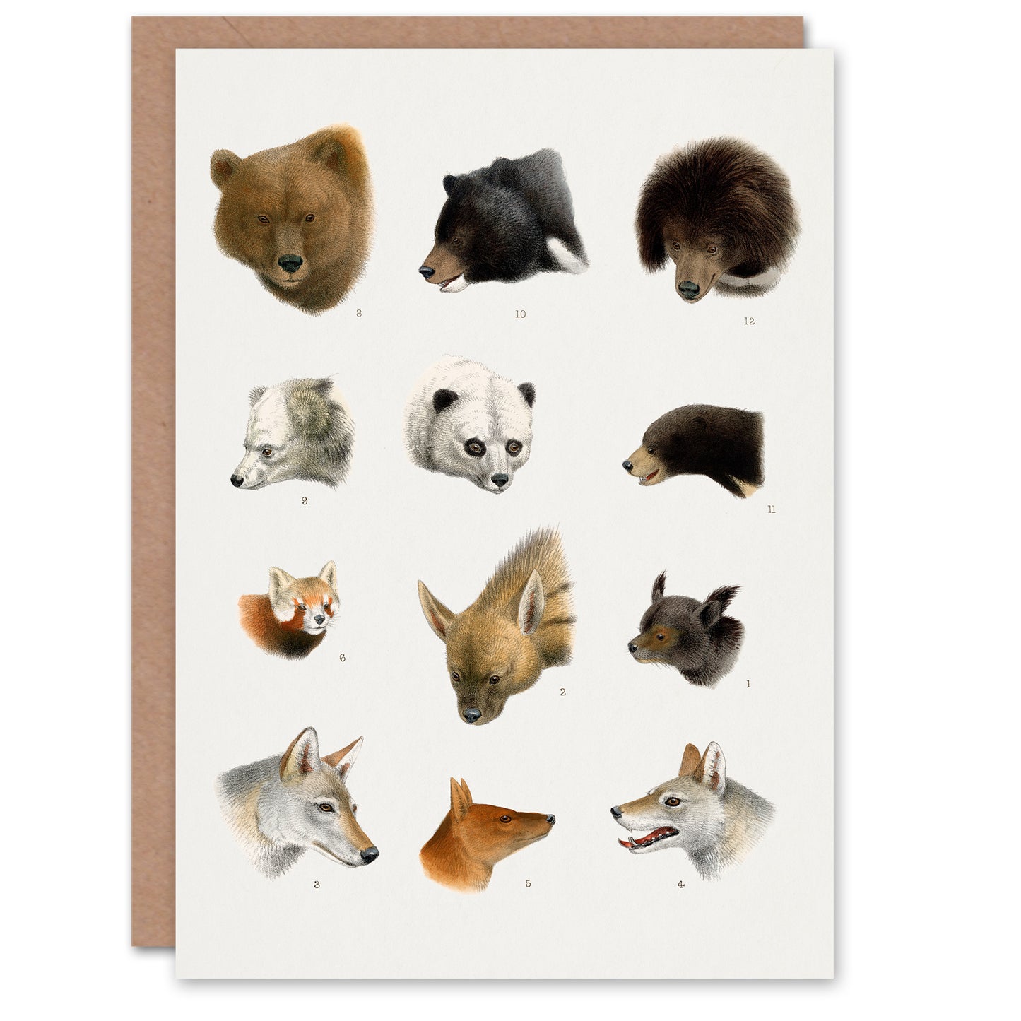 Lydekker Art Card Small and Large Animals Vintage illustration