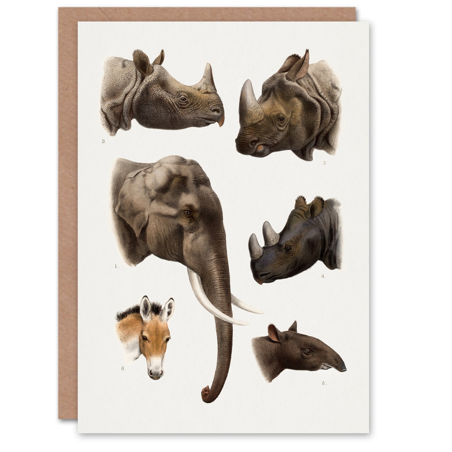 Richard Lydekker Art Card Animals Vintage Illustration