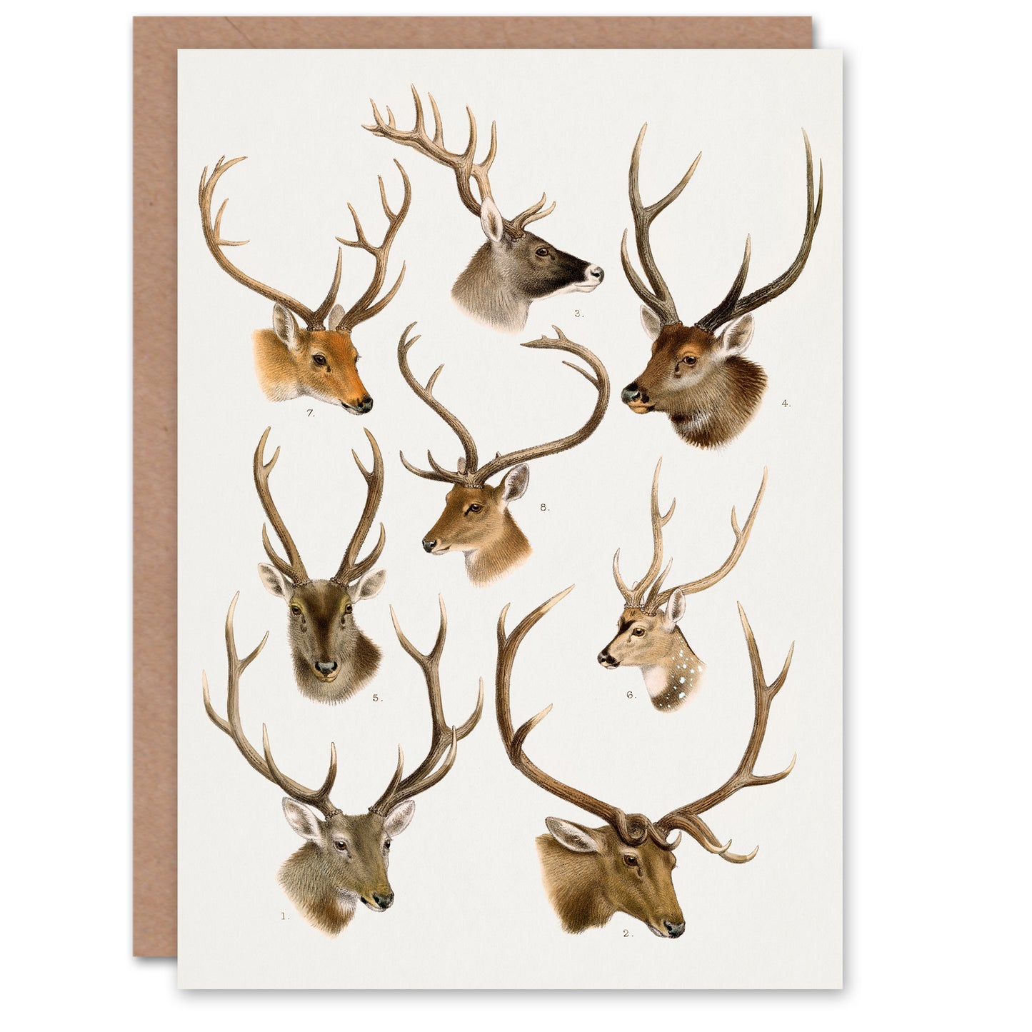 Richard Lydekker Art Card Vintage Illustration of Deer Species