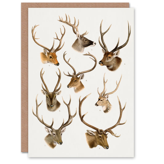 Richard Lydekker Art Card Vintage Illustration of Deer Species