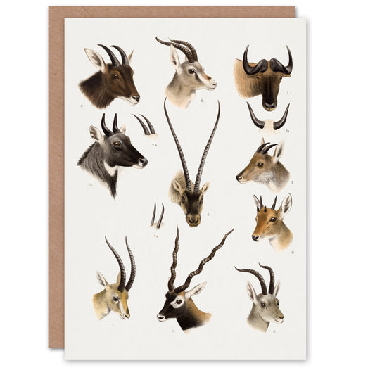 Richard Lydekker Art Card Bovidae Animals Vintage Illustration