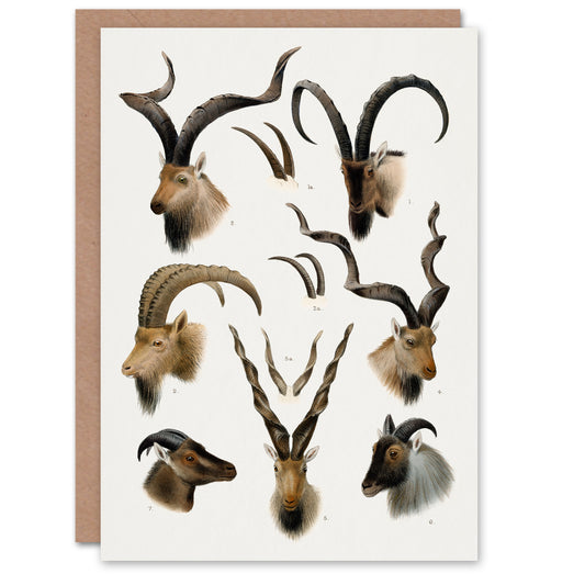 Richard Lydekker Art Card Vintage Illustration Bovidae Animals