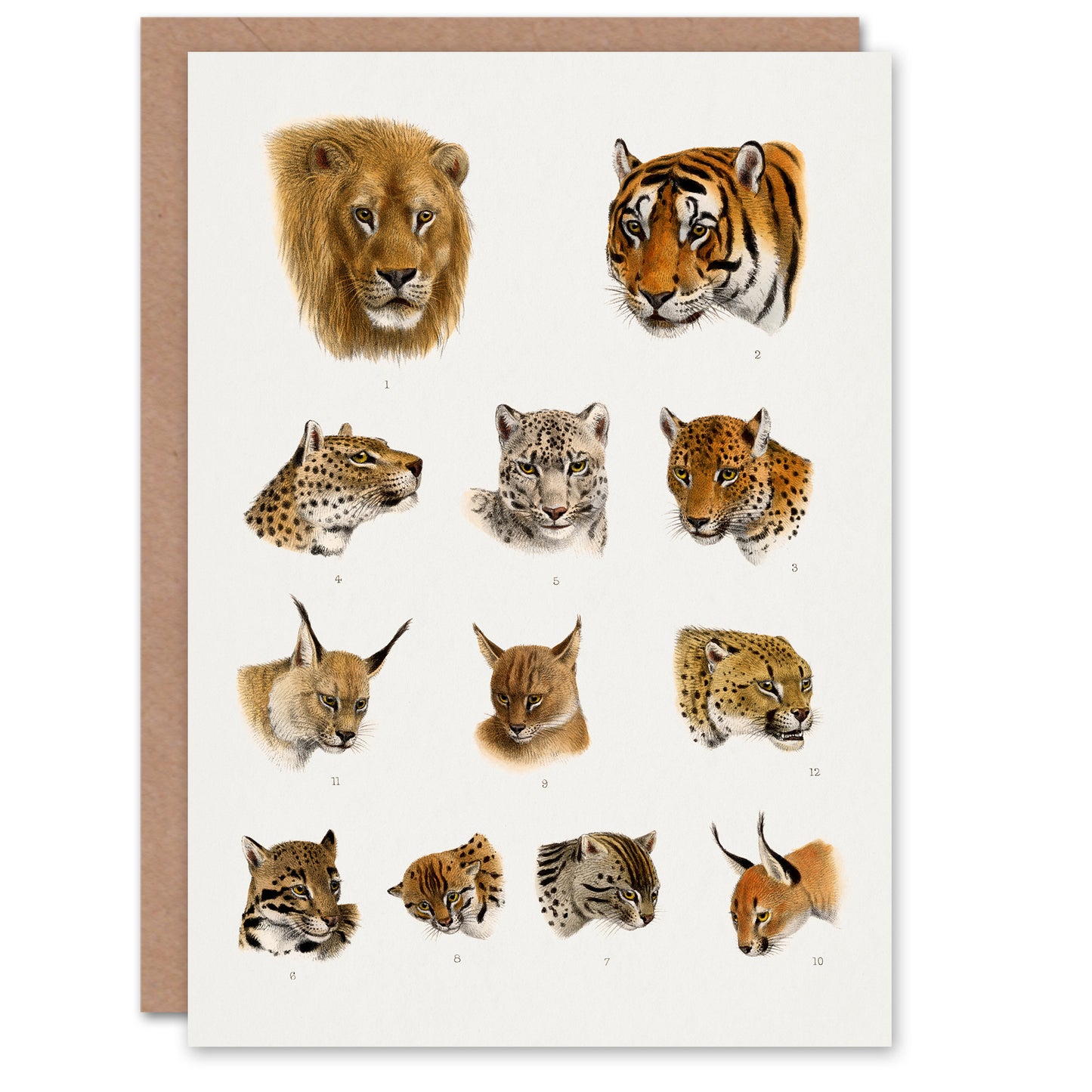 Lydekker Art Card Wild Animal Safari Big Cats Illustration