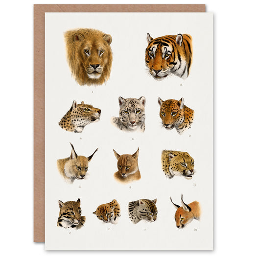 Lydekker Art Card Wild Animal Safari Big Cats Illustration