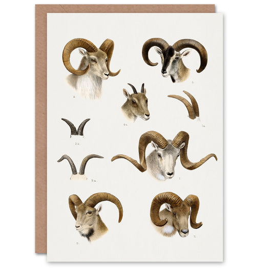 Richard Lydekker Art Card Wild Bovidae Vintage Illustration