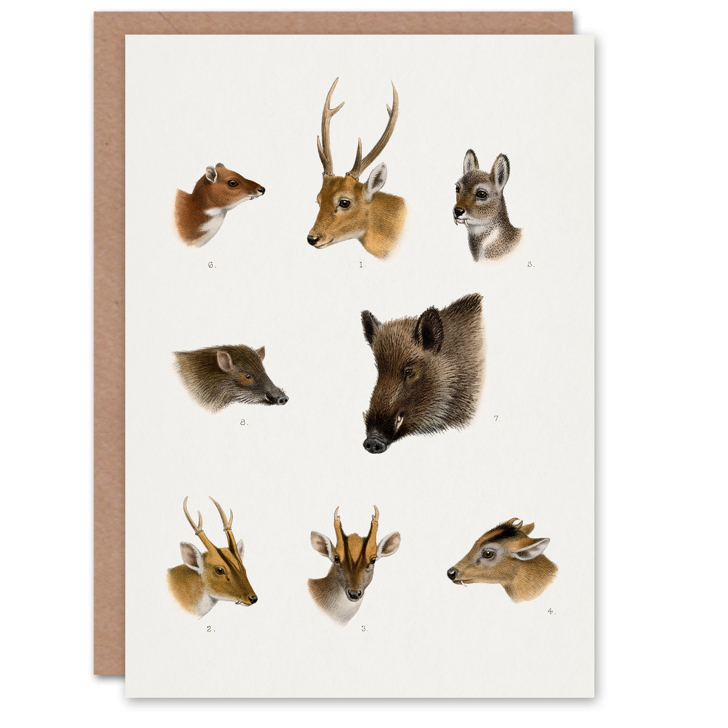 Richard Lydekker Art Card Wildlife Animals Vintage Illustration