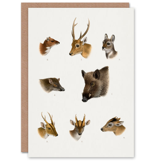 Richard Lydekker Art Card Wildlife Animals Vintage Illustration