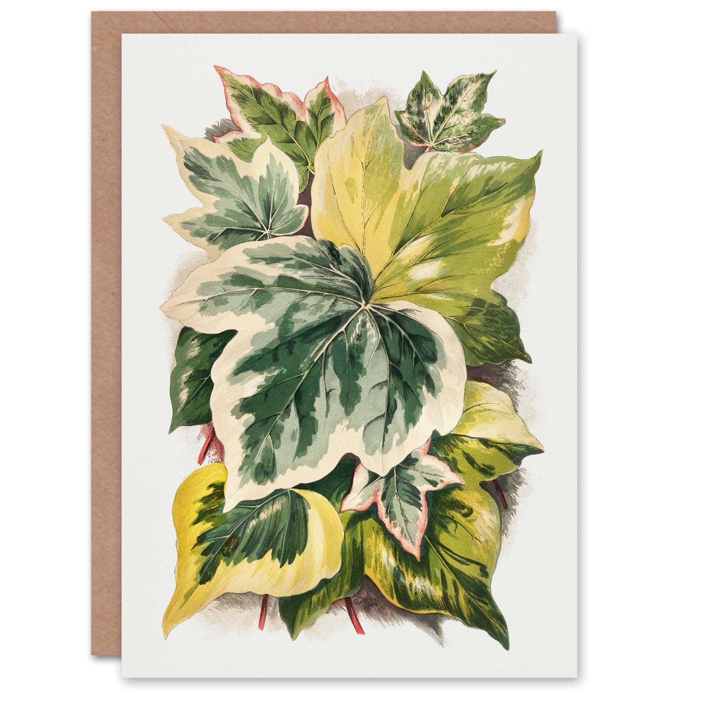 Shirley Hibberd Art Card Ivy Leaf Variations Vintage Botanical