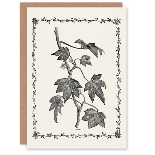 Shirley Hibberd Art Card Vintage Botanical Pustulata Leaves