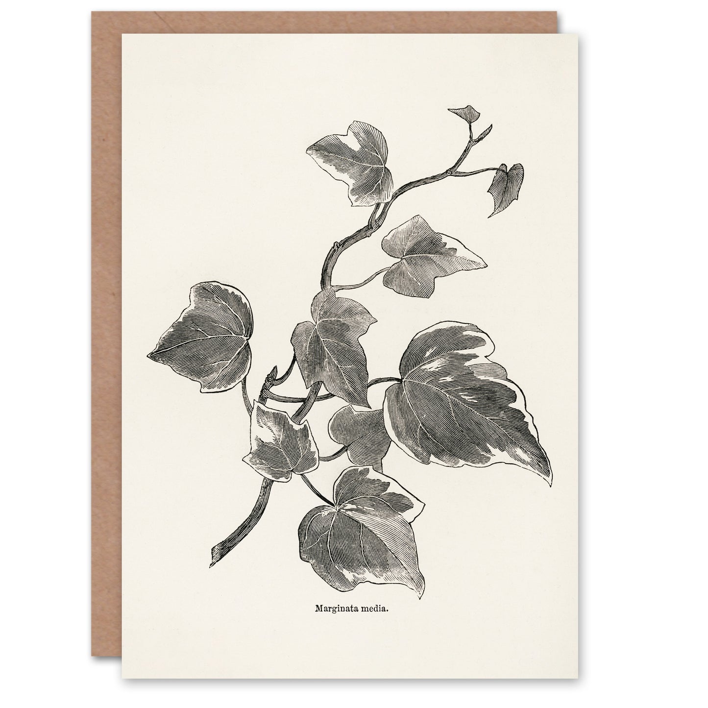 Shirley Hibberd Art Card Vintage Botanical Marginata Ivy