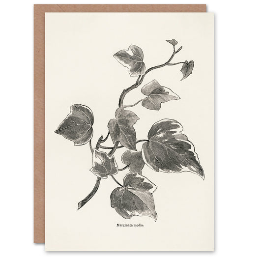 Shirley Hibberd Art Card Vintage Botanical Marginata Ivy