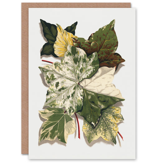 Hibberd Art Card Various Ivy Leaves Watercolour Painting