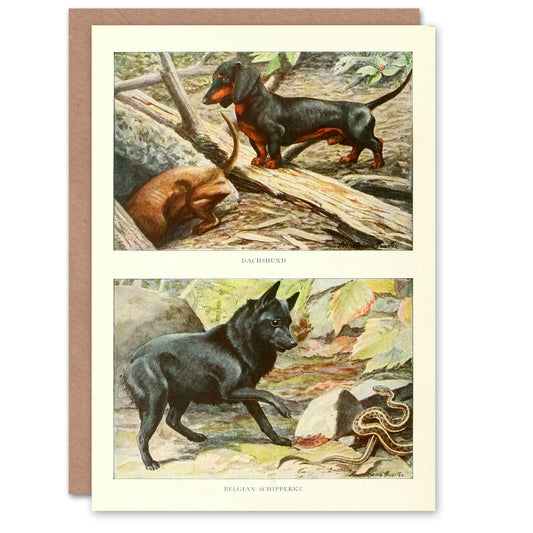 The Book of Dogs Art Card Dachshund and Belgian Schipperke