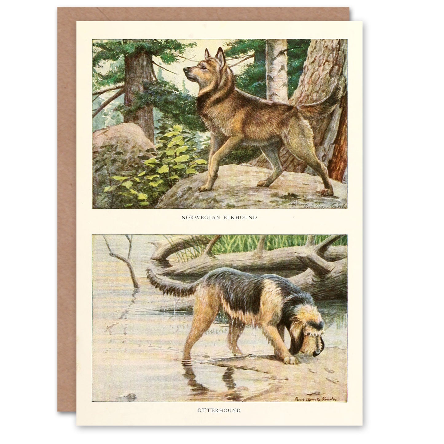 The Book of Dogs Art Card Norwegian Elkhound and Otterhound