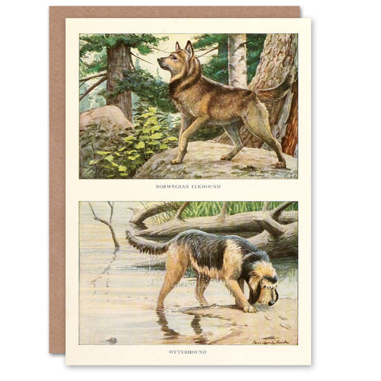 The Book of Dogs Art Card Norwegian Elkhound and Otterhound