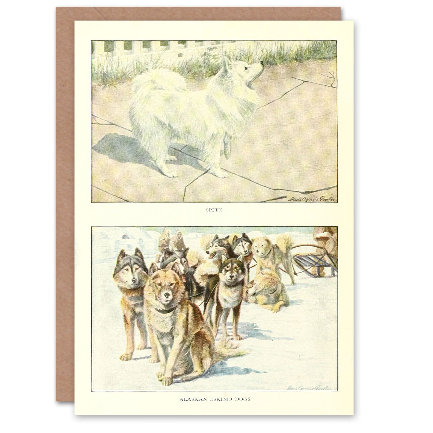 The Book of Dogs Art Card Spitz and Alaskan Eskimo Dogs