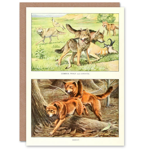 The Book of Dogs Art Card Timber Wolf Coyote and Dingo
