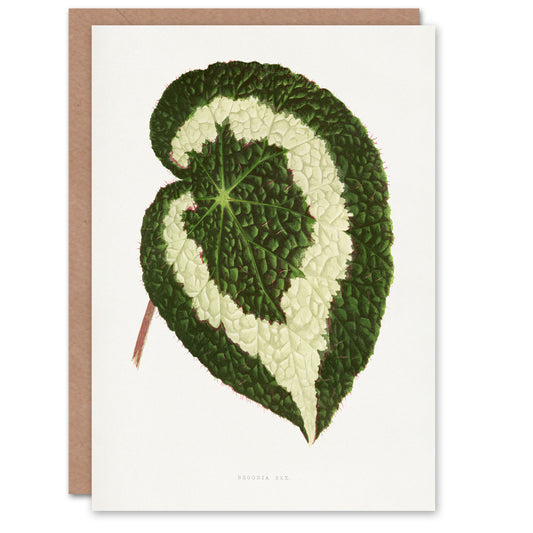 AF Lydon Benjamin Fawcett Begonia Red Leaf Art Greeting Card