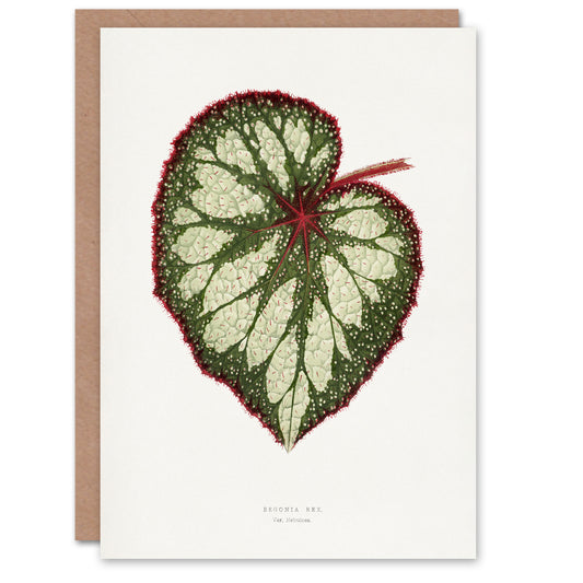 AF Lydon Benjamin Fawcett Begonia Rex Leaf Art Greeting Card
