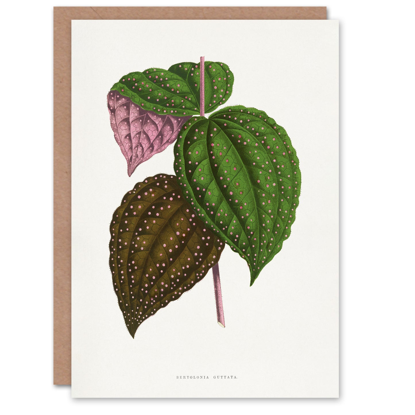AF Lydon Benjamin Fawcett Bertolonia Guttata Leaves Art Greeting Card