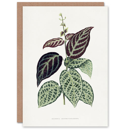 AF Lydon B Fawcett Bignonia Argyro Violacea Crossvine Art Greeting Card