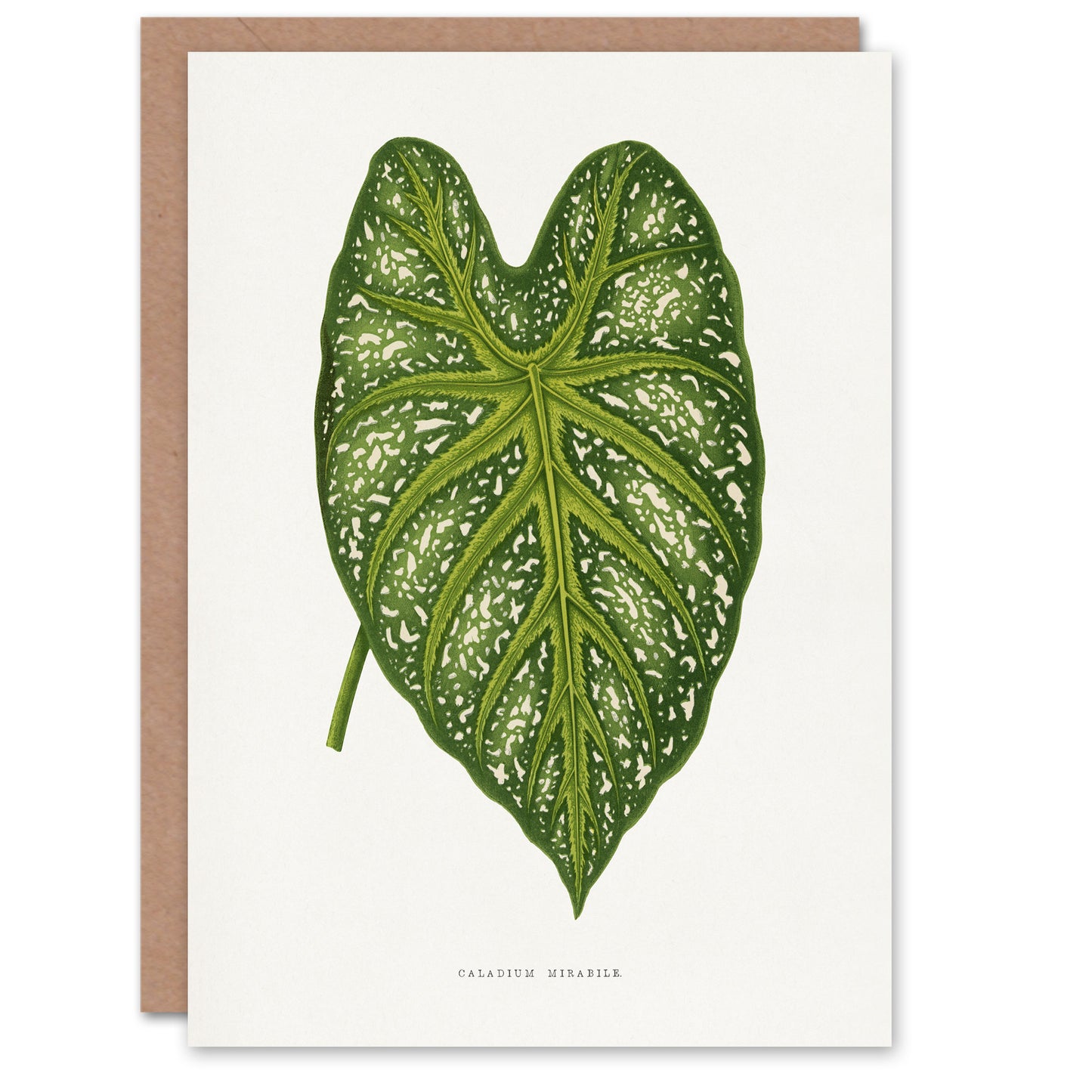 AF Lydon Benjamin Fawcett Caladium Mirabile Leaf Art Greeting Card
