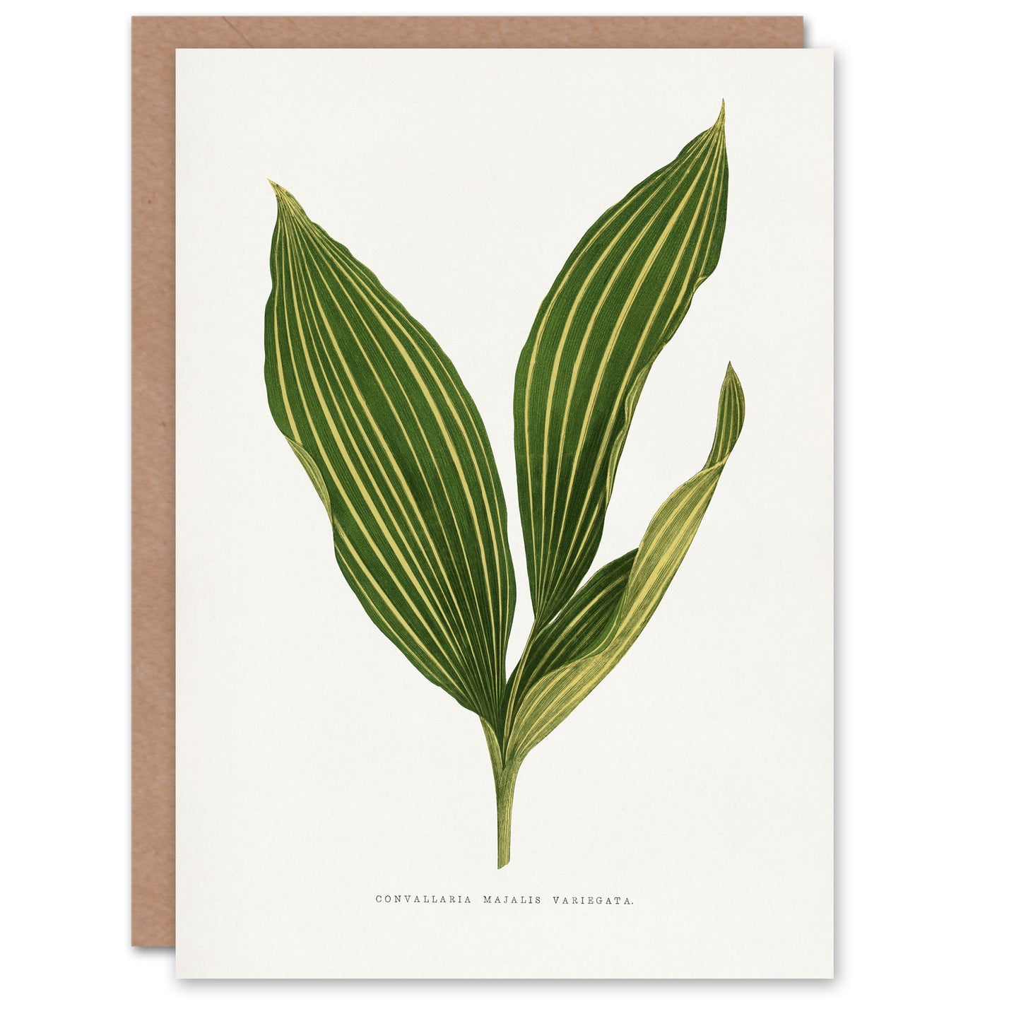 AF Lydon Benjamin Fawcett Lily of the Valley Leaf Art Greeting Card