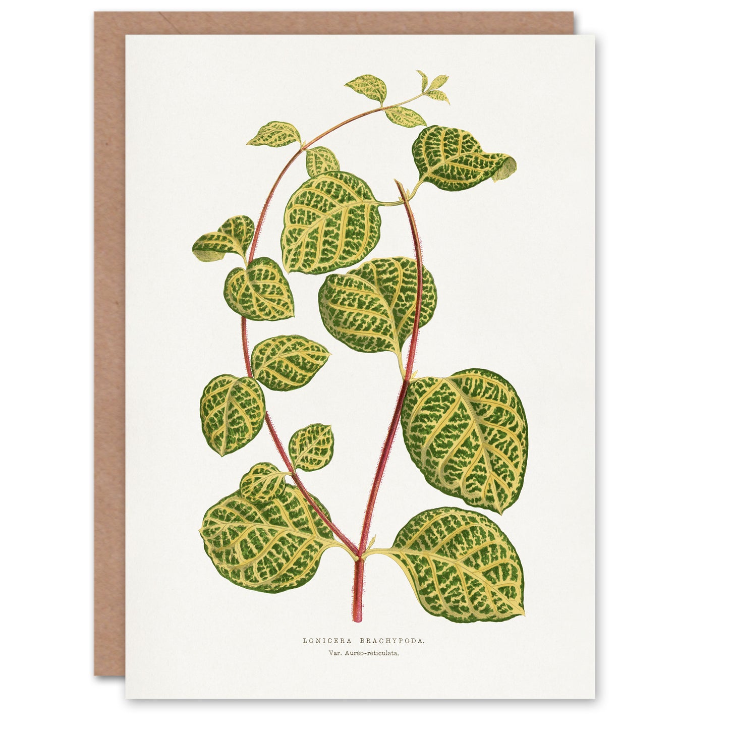 AF Lydon Benjamin Fawcett Lonicera Brachypoda Leaves Art Greeting Card