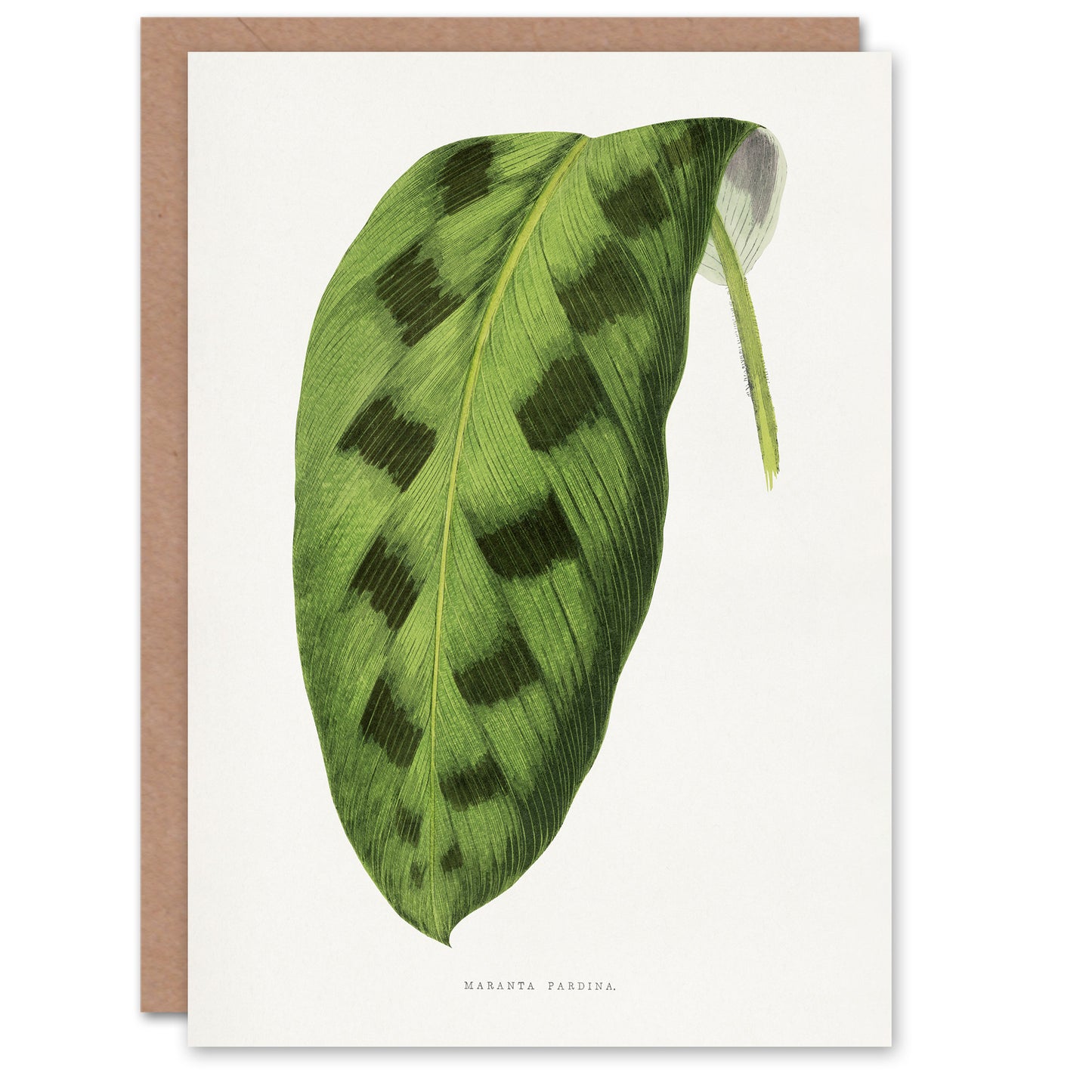 AF Lydon Benjamin Fawcett Maranta Pardina Leaf Art Greeting Card