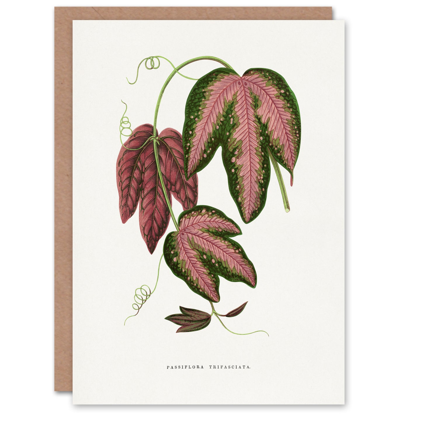 AF Lydon B Fawcett Passiflora Trifasciata Leaves Art Greeting Card