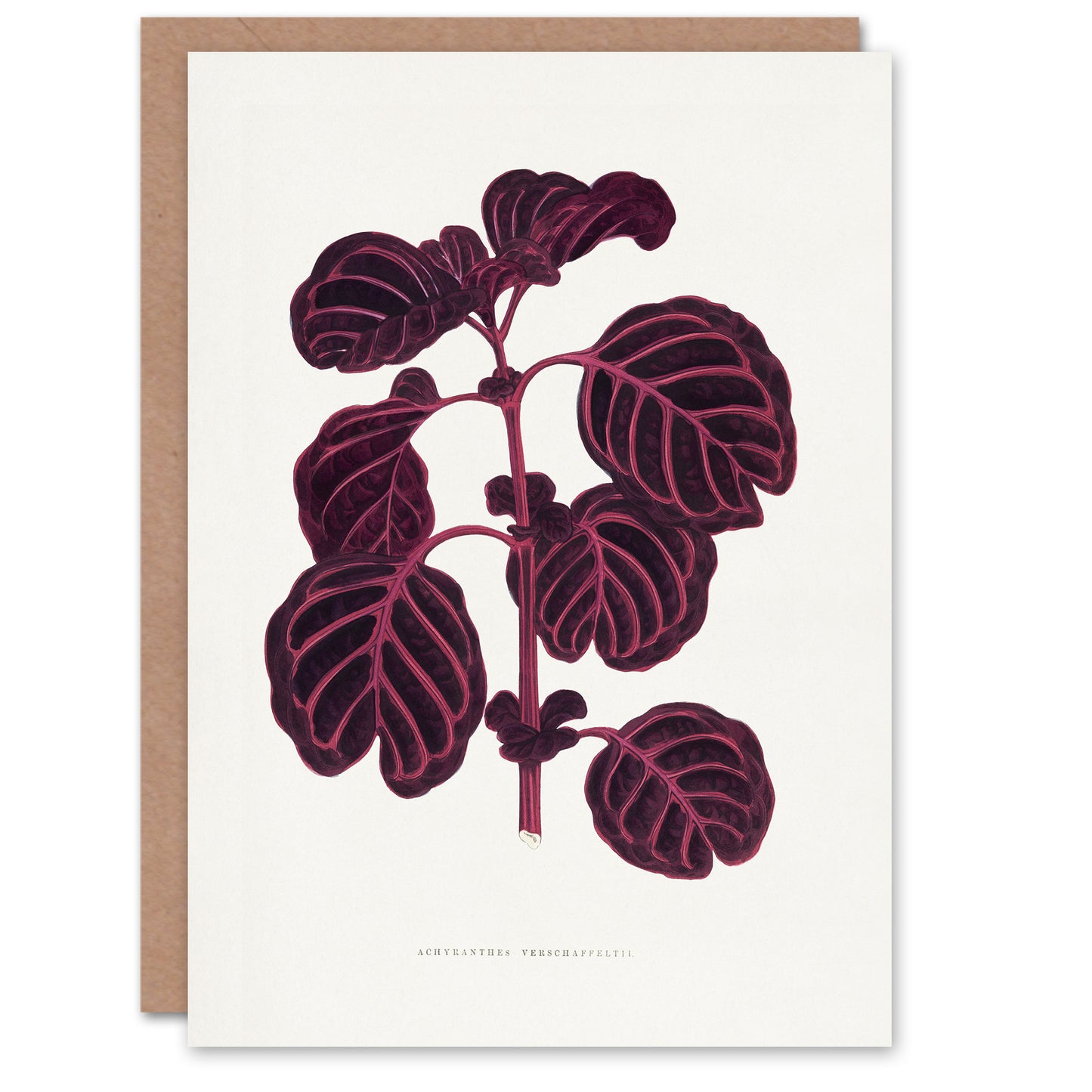 AF Lydon B Fawcett Pink Achyranthes Verschaffeltii Art Greeting Card