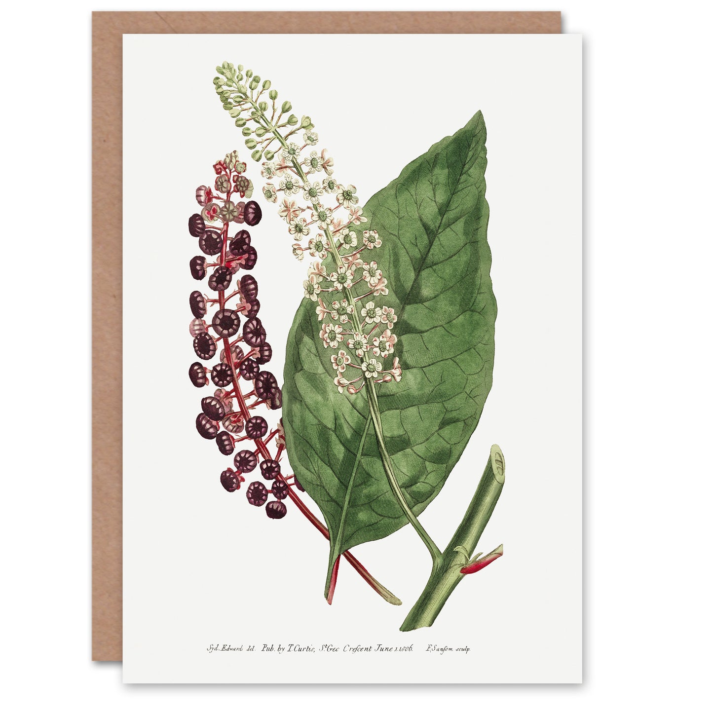 Francis Sansom American Pokeweed Vintage Botanical Art Greeting Card