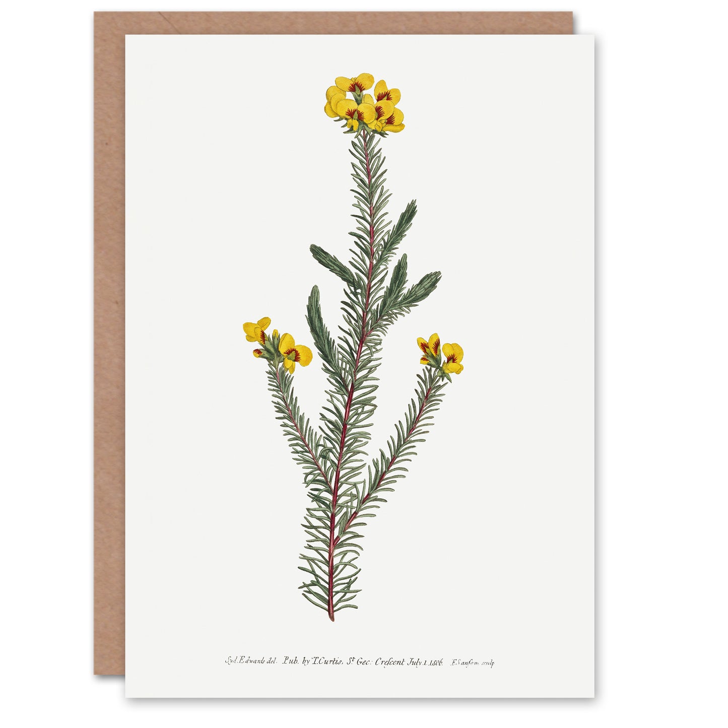 Sansom Smooth Parrot Pea Botanical Illustration Art Greeting Card